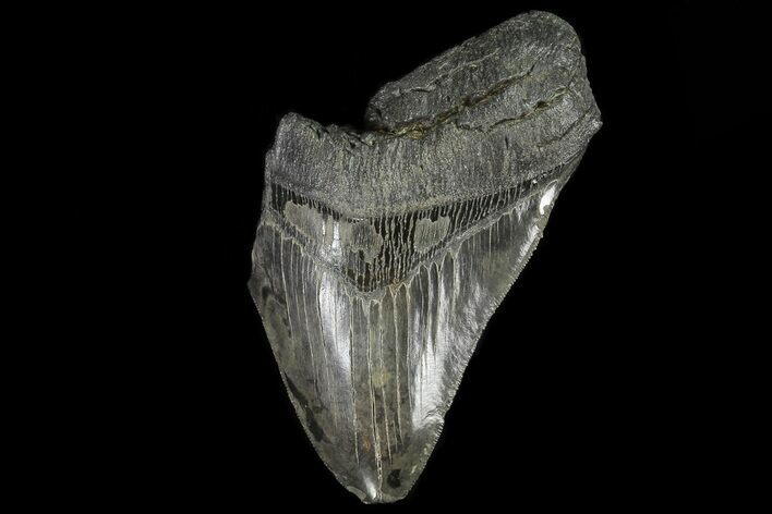 Partial, Megalodon Tooth - Georgia #80027